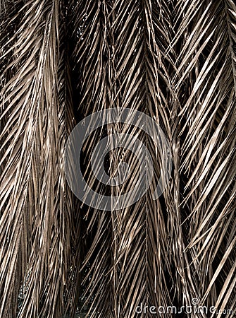 Brown strips of dry palm leaf parts Abstract background Stock Photo