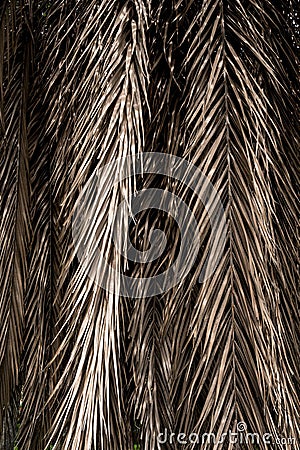 Brown strips of dry palm leaf parts Stock Photo