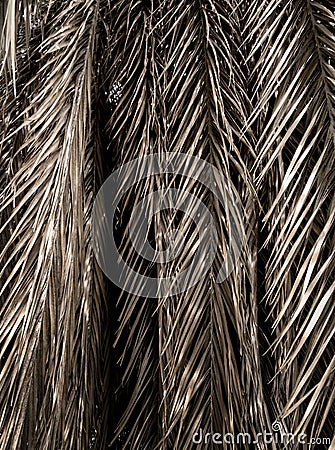 Brown strips of dry palm leaf parts Stock Photo
