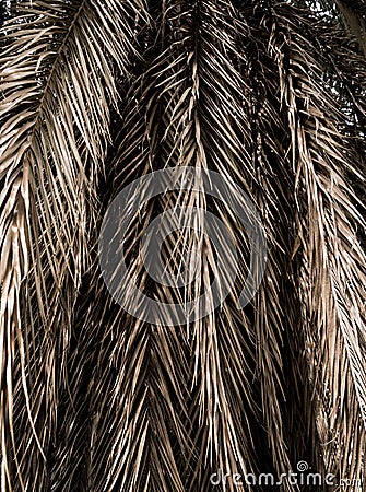 Brown strips of dry palm leaf parts Abstract background Stock Photo