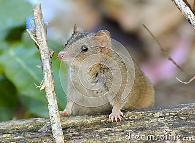 Brown or subtropical antechinus Stock Photo