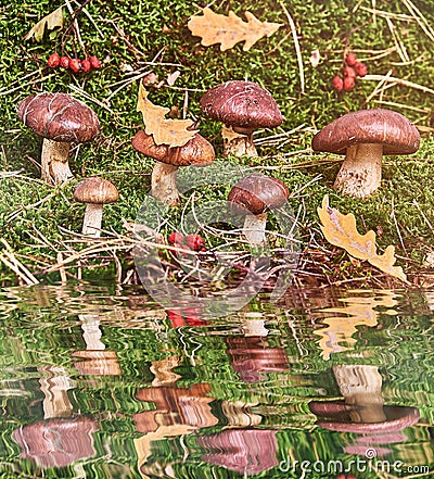 A brown Suillus mushroom in the forest Stock Photo