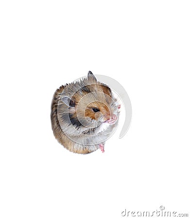 Brown Syrian hamster sits and washes muzzle Stock Photo