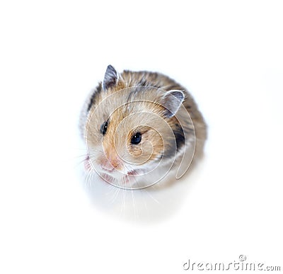 Brown Syrian hamster stands on his hind legs isolated on a white Stock Photo