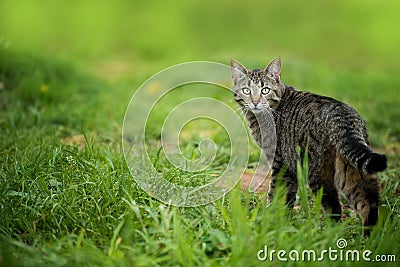 Brown tabby cat in a meadow Stock Photo
