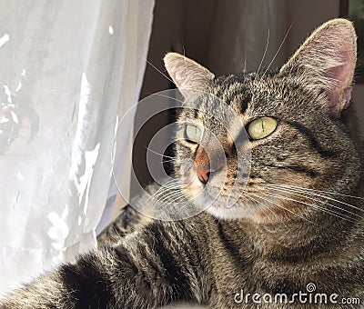 Brown tabby cat gazes into the light Stock Photo