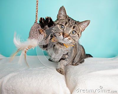 Brown Tabby Cat Portrait in Studio and Wearing a Bow Tie Stock Photo