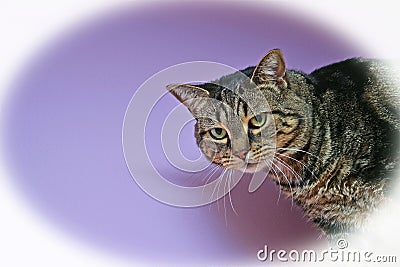 Brown Tabby Cat on a Violet Background with Vignette Stock Photo