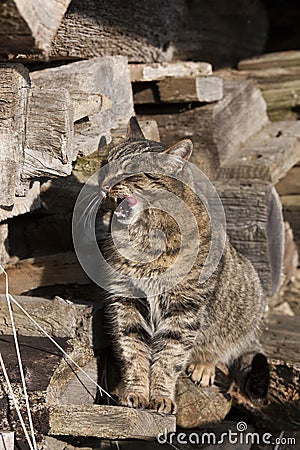 Brown Tabby Domestic Cat, Female Licking its Nose, Normandy Stock Photo
