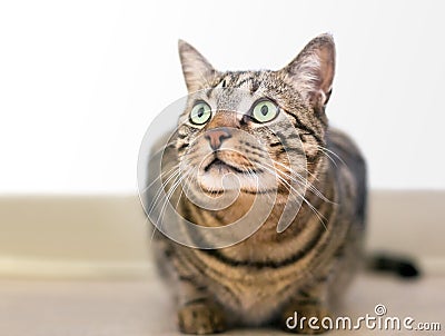 A brown tabby domestic shorthair cat crouching Stock Photo