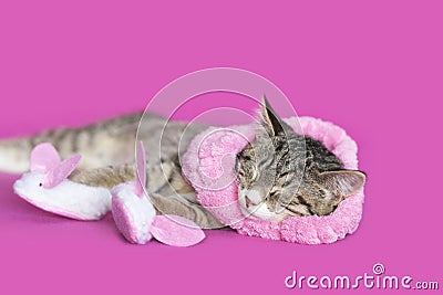 Brown tabby kitten asleep wearing pink and white bunny slippers Stock Photo