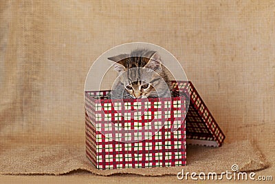 Brown Tabby Kitten Inside Red Plaid Box Burlap Background Stock Photo