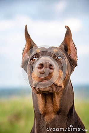 Brown and tan Doberman Dobermann dog with cropped ears. Closeup muzzle portrait in full face on blurred nature Stock Photo