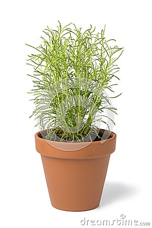 Brown terra cotta pot with fresh Santolina rosmarinifolia Stock Photo