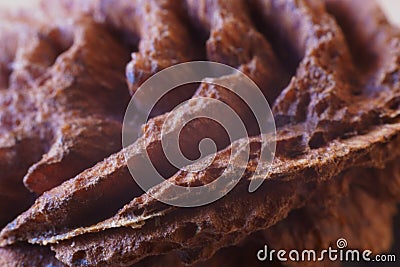 Brown texture - peach kernel Stock Photo