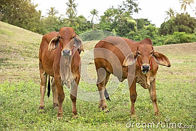 Brown Thai cows are grazing on the ground, Stock Photo