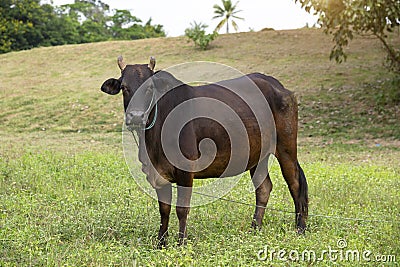 Brown Thai cows are grazing on the ground Stock Photo