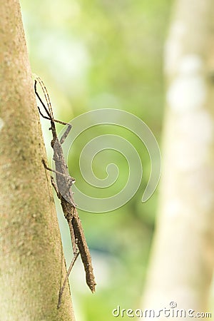 Brown thorn phasmid Stock Photo