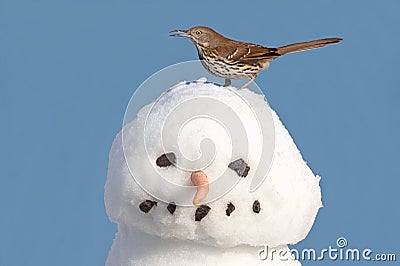 Brown Thrasher On A Snowman Stock Photo