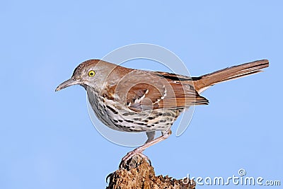 Brown Thrasher (Toxostoma rufum) Stock Photo