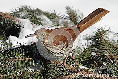 Brown Thrasher In Winter Stock Photo