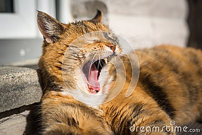 A brown tired lazy cat is laying in the sun with open mouth Stock Photo