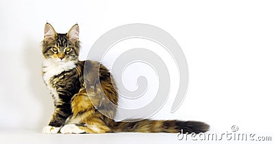 Brown Tortie Blotched Tabby and White Maine Coon Domeon Cat, Kobieta lizy na białym tle, Normandia we Francji, Wolne zdjęcie wideo Brown Tortie Blotched Tabby and White Maine Coon Domeon Cat, Kobieta lizy na białym tle, Normandia we Francji, Wolne zdjęcie wideo
