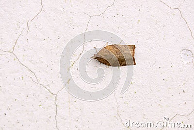 Tortricidae moth Stock Photo