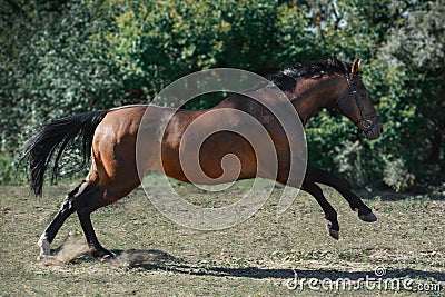 The brown trakehner sport horse free jumps on freedom in summer Stock Photo