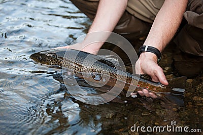 Brown Trout Stock Photo