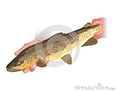 Brown Trout Stock Photo