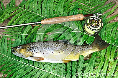 Brown trout Stock Photo
