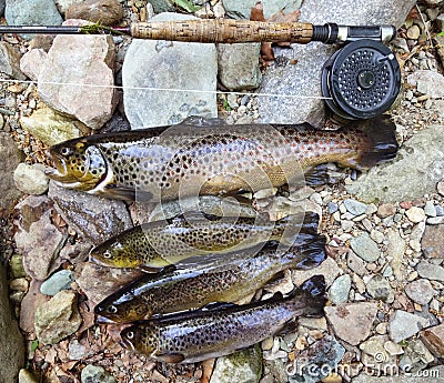 Brown Trout Catch Stock Photo