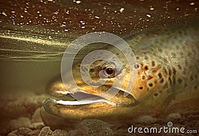 Large brown trout fish resting in shallow water Stock Photo