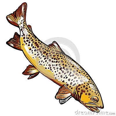 Brown Trout Stock Photo