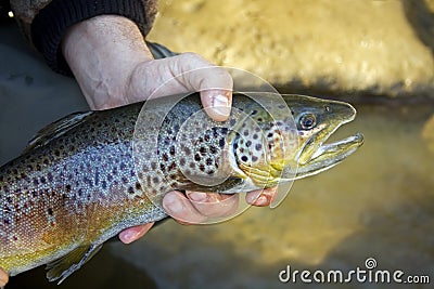 Brown trout portrait Stock Photo