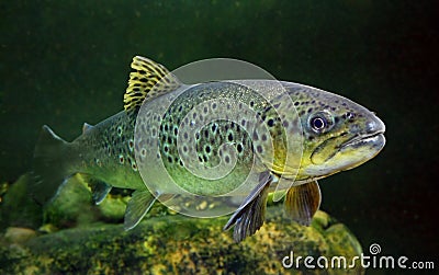 The Brown Trout (Salmo Trutta). Stock Photo