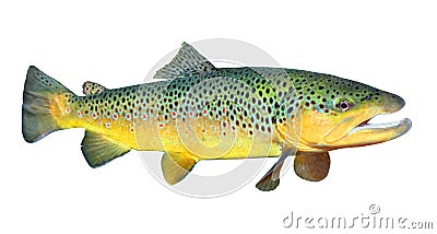 The Brown Trout (Salmo Trutta). Stock Photo