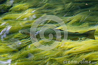 Brown trout - Salmo trutta, beautiful colored popular river fish Stock Photo