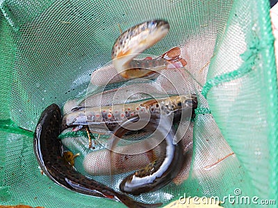 Brown trout Salmo trutta European species of salmonid fish underwater shot Stock Photo