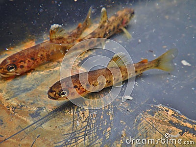 Brown trout Salmo trutta European species of salmonid fish being measured Stock Photo