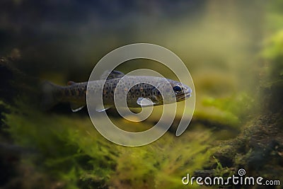 The Brown trout (Salmo trutta fario) in the aquarium Stock Photo