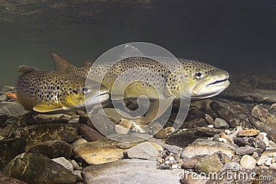 Brown trout Salmo trutta preparing for spawning Stock Photo