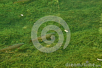 Brown trout (Salmo trutta) in the river Stock Photo