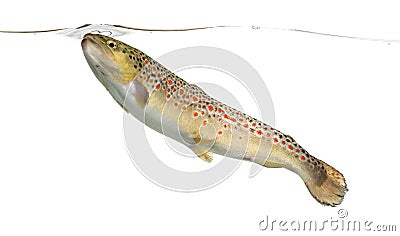 Brown trout swimming under water line, isolated Stock Photo