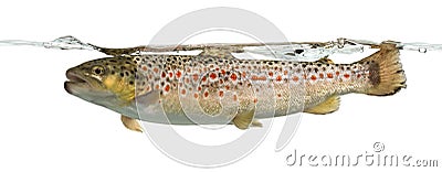 Brown trout swimming under water line, isolated Stock Photo