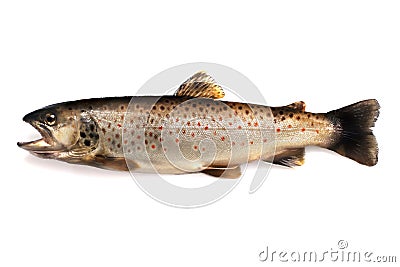 Brown trout Stock Photo