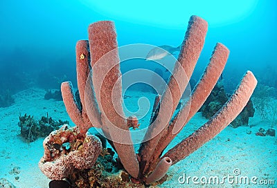 Brown tube sponge Stock Photo