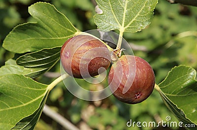 Brown Turkey` figs in the tree Stock Photo