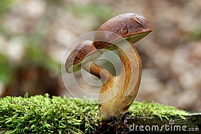 Double mushroom Stock Photo